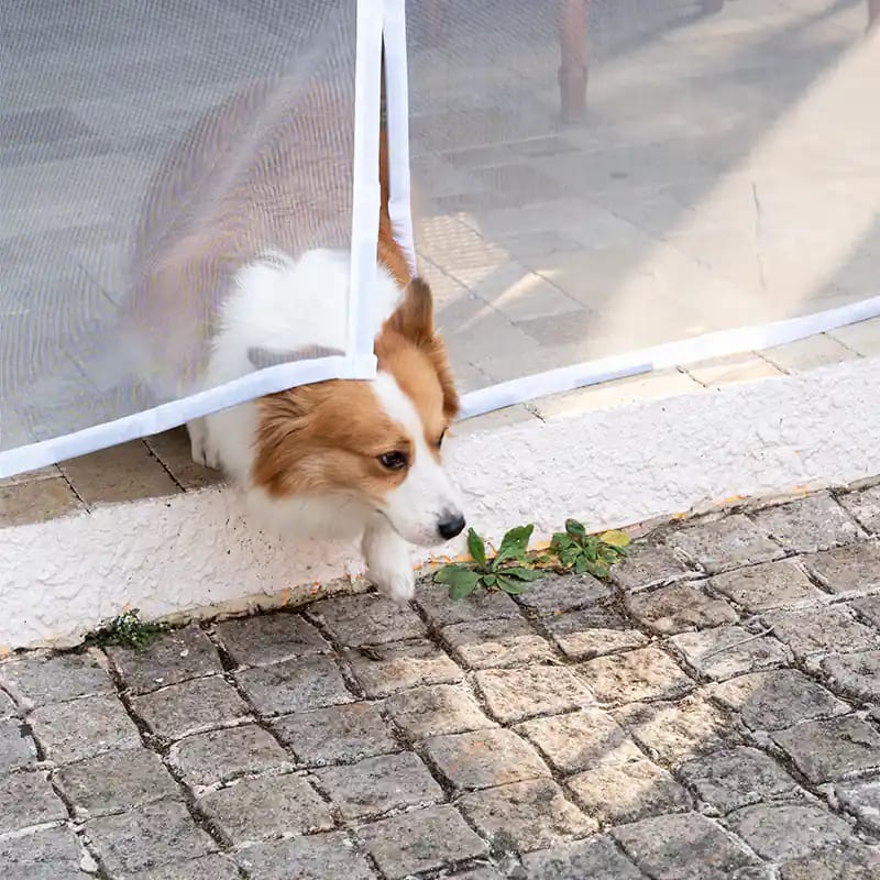 Pet walking through a mesh screen door